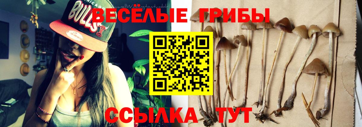 Псилоцибиновые грибы GOLDEN TEACHER Северобайкальск